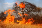 Приморские пожарные и спасатели призывают беречь лес от пожаров